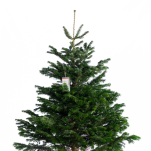 Nordmann voordeur kerstboom